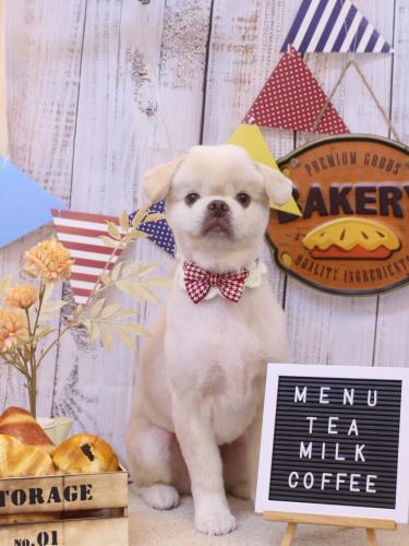 20240903琥珀くん